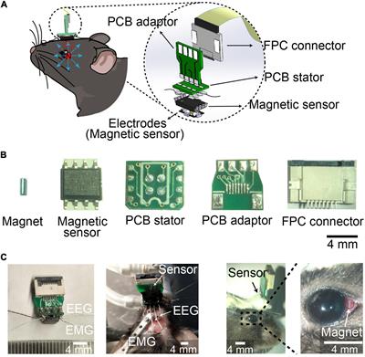 Tracking Eye Movements During Sleep in Mice